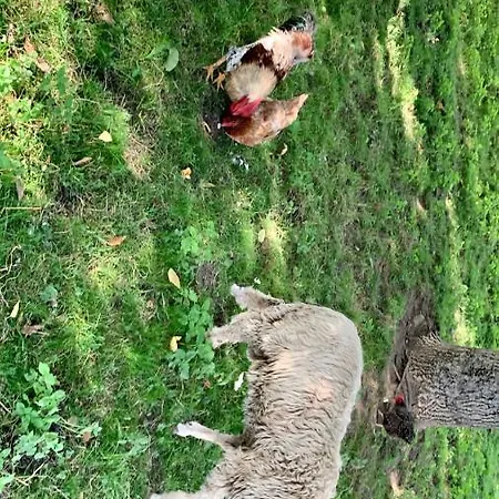 Casa Din Livada * Borşa